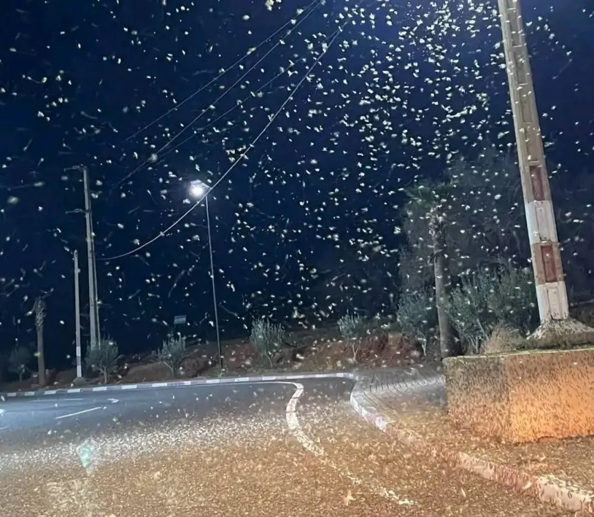 طنجة المتوسط.. حجز 350 كيلو من المخدرات على متن شاحنة للنقل الدولي