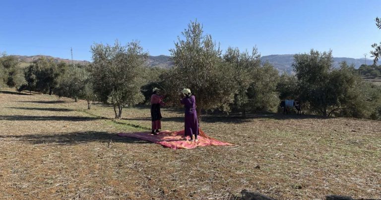التساقطات الغزيرة تتسبب في خسائر بمحاصيل الزيتون بجهة الشمال