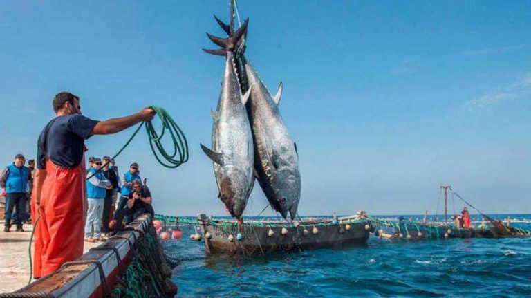 ميناء الصيد بطنجة يسجل تراجعا طفيفا في المفرغات
