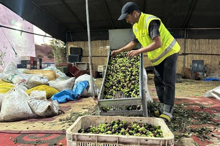 الزيتون “الذهب الأخضر” الجديد الذي ينعش اقتصاد الإقليم جرادة