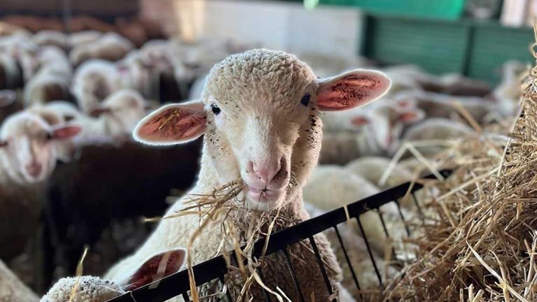 بتعليمات ملكية.. إطلاق عملية مراقبة إناث الأغنام والماعز على الصعيد الوطني