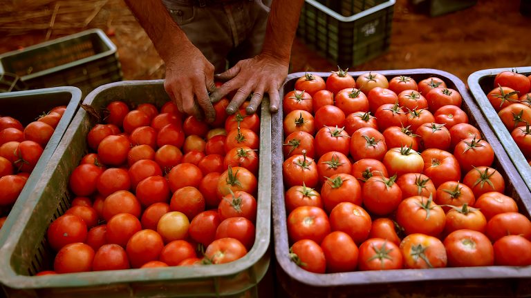 بعد بلوغها 15 درهما.. وقف التصدير ينقذ الطماطم من جحيم الأسعار