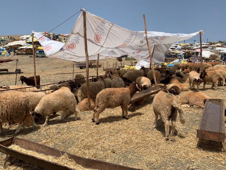 تشديد المراقبة على “الكسابة” المخالفين بطنجة قبل عيد الأضحى