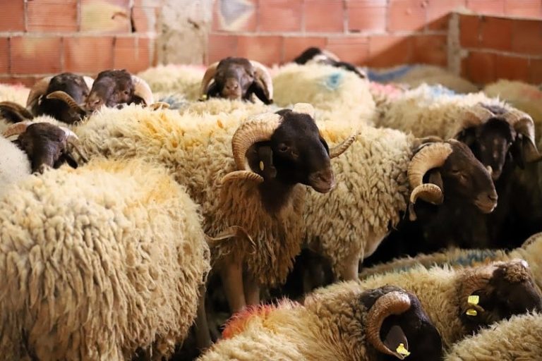 طنجة.. تشديد المراقبة على الأسواق العشوائية للأضاحي ومستلزمات العيد