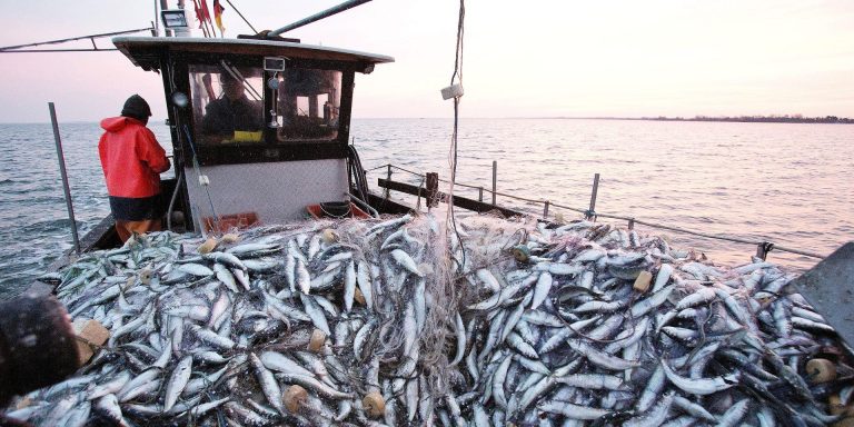 ميناء طنجة: ارتفاع في كميات مفرغات الصيد البحري