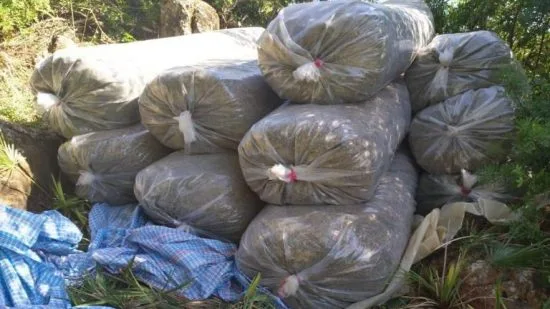 الدرك الملكي يحجز نحو 3 أطنان من الكيف بإقليم العرائش